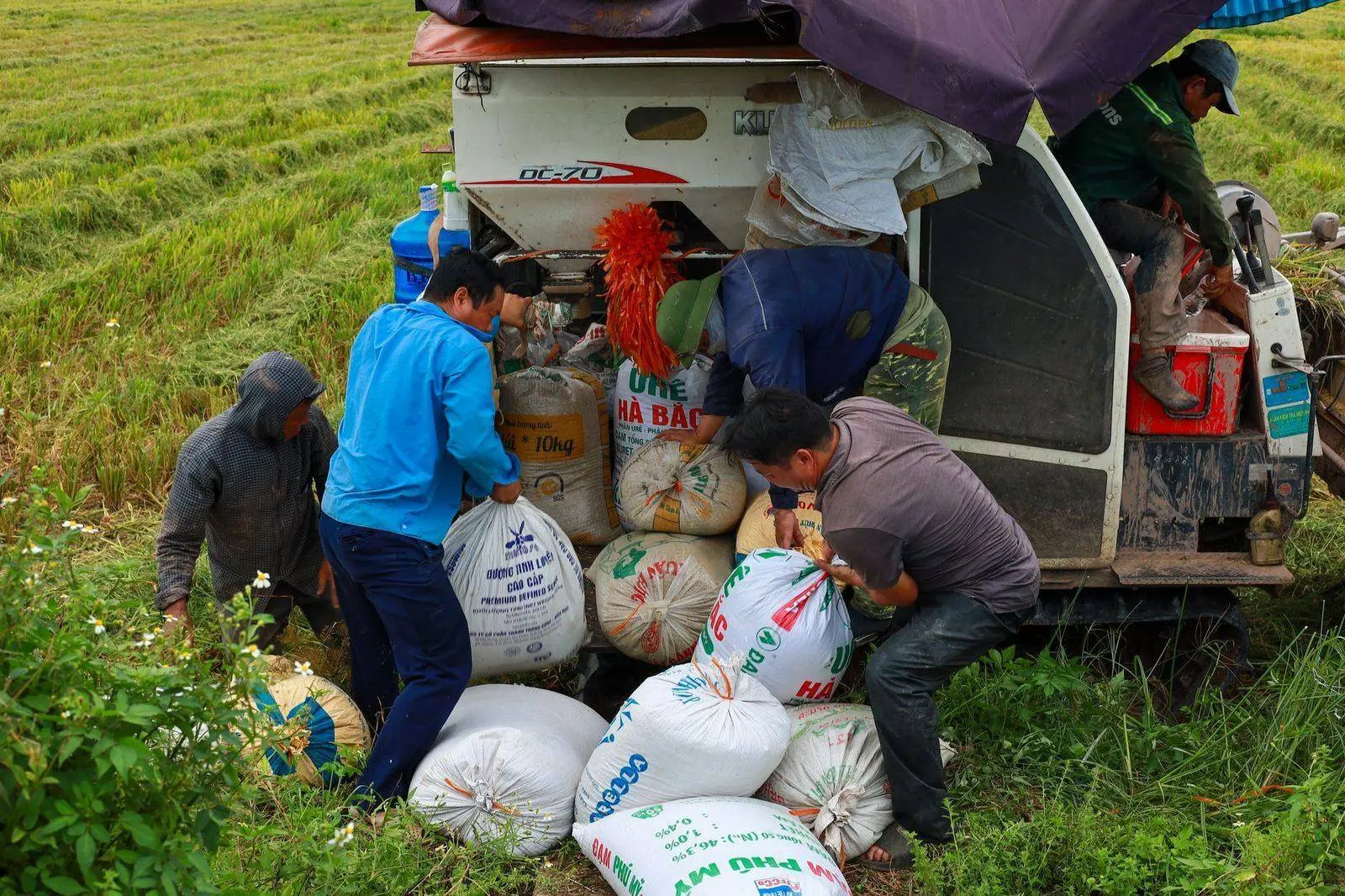 Pexels stock photograph by Hong Quang Official, unaffiliated with Wanhoo, showing workers loading harvested rice sacks in a field