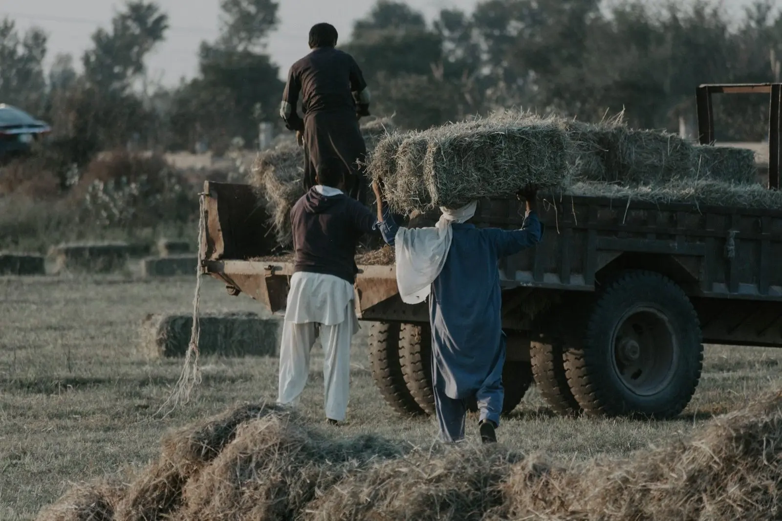 Stock photograph of three workers loading hay bales onto a vehicle in an open field; unaffiliated with Wanhoo