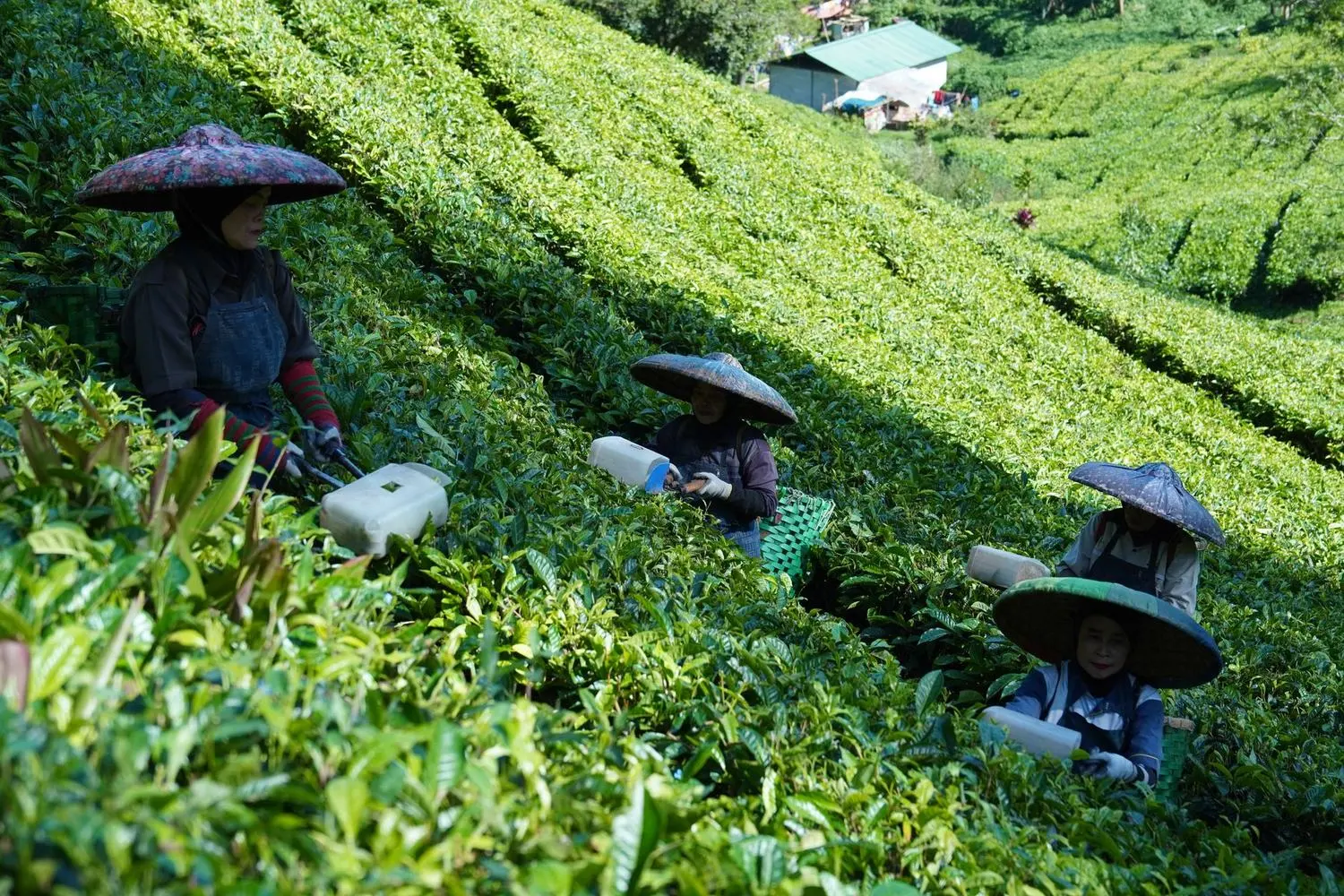 Pexels stock photograph by Ali 123, unaffiliated with Wanhoo, showing workers harvesting leaves in a tea plantation
